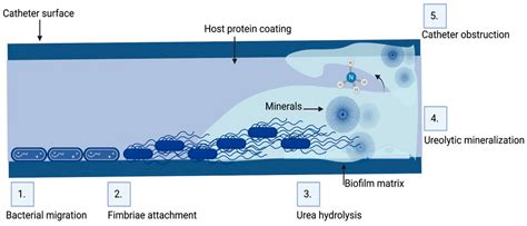 Microbial Biofilm: A Review on Formation, Infection, Antibiotic ...