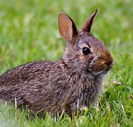 Image result for Cute White Baby Bunny