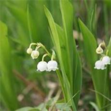 mughetto significato dei fiori fiori di mughetto fiori di piante mughetto significato dei fiori fiori di mughetto fiori di piante