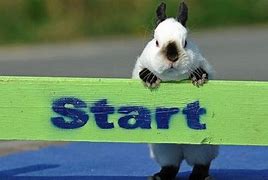 Image result for Bunny Jumping Funny