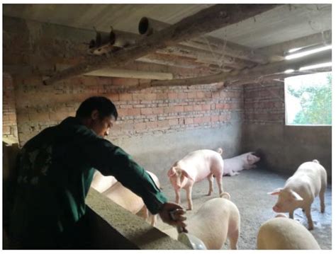 川农学子寻访农村养殖新模式——建谊生猪养殖场 - 财经新闻 - 中国网•东海资讯