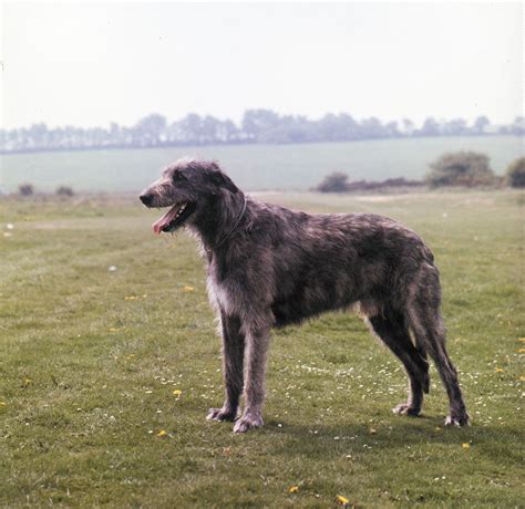 What is the Tallest Dog Breed? | Irish Wolfhound, Great Dane, Mastiff ...