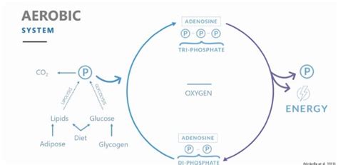 Human Energy System Chart 的图像结果
