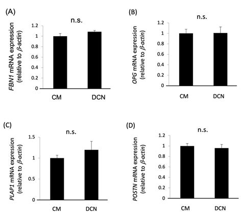 Decorin Promotes Osteoblastic Differentiation of Human Periodontal ...