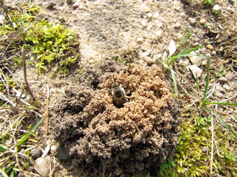 Bee emerging from the ground nest image - Free stock photo - Public ...