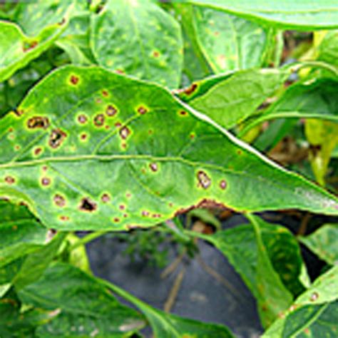 Sarvam Hindi Brand LP | Syngenta