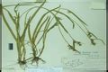 Herbarium JCB