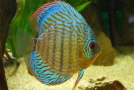 Image result for discus