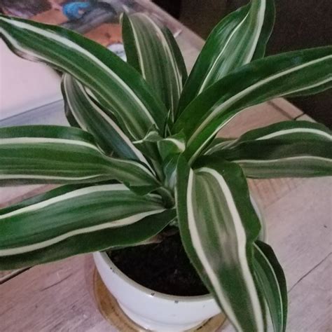 Dracaena deremensis 'White Jewel', 'White Jewel' in GardenTags plant ...