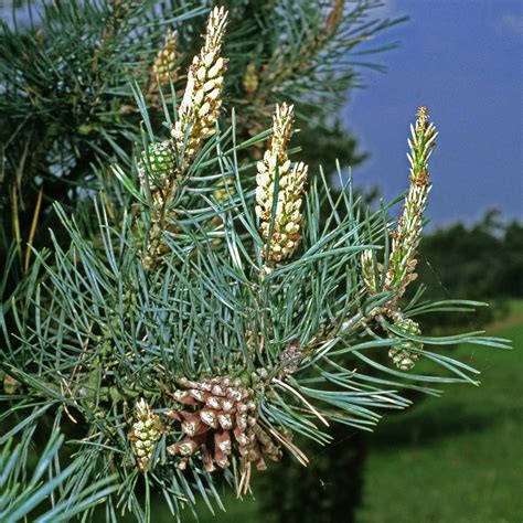 Kiefer / Föhre - (Wald)-Kiefer, Föhre – Pinus sylvestris L ...