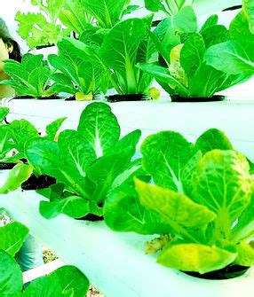 Hydroponics | Vr International | India