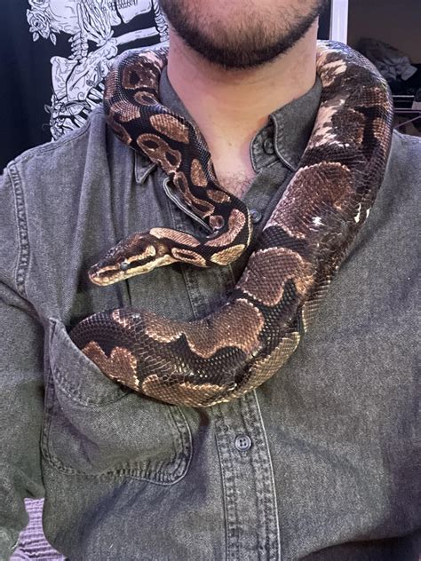 Image result for Python Snake Bite