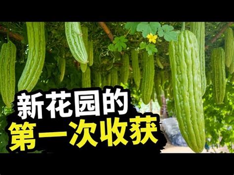 苦瓜蔬菜摄影图高清摄影大图-千库网