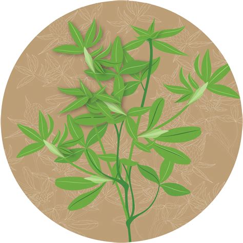Fasgain Haadu Berseem – Kern Seedtech Pvt. Ltd.