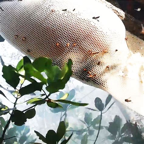 Rarest Forest Raw Honey Collection - (250 g * 8)