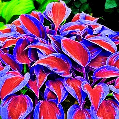 150 Seeds Red and Blue-green Colors Hosta Bonsai Perennials Lily Flower ...