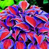 150 Seeds Red and Blue-green Colors Hosta Bonsai Perennials Lily Flower ...