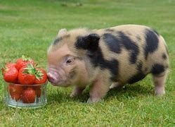 Image result for Teacup Pig