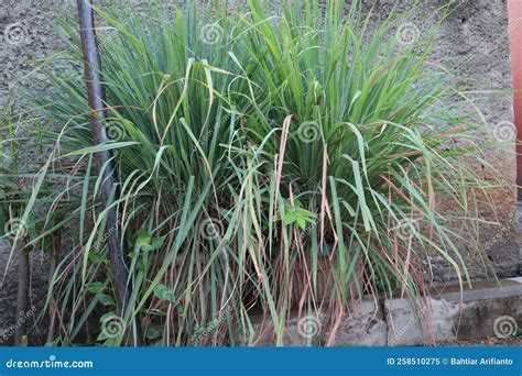 Lemongrass Plants Look Lush Stock Image - Image of leaf, herb: 258510275