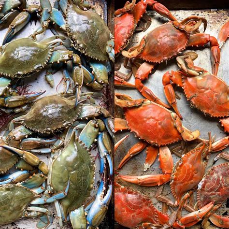 The Easiest Way To Cook Blue Crabs (Granchio Blu Facile) - Biting at ...