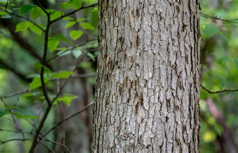 Spongy moths: Seasonal outlook and prevention measures in PA | Centre ...