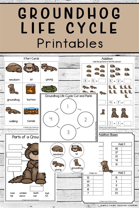 Groundhog Life Cycle Printables - Simple Living. Creative Learning