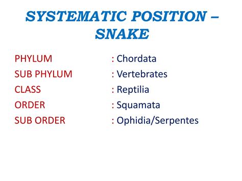 Phylum Of Snakes