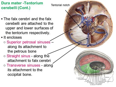 Tentorium Cerebelli Attachments