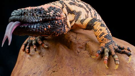 Gila Monster - Hoo Zoo and Dinosaur World