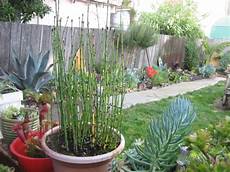 prele du japon en pot equisetum hyemale equisetum japonicum les pr 234 les prele du japon en pot equisetum hyemale equisetum japonicum les pr 234 les