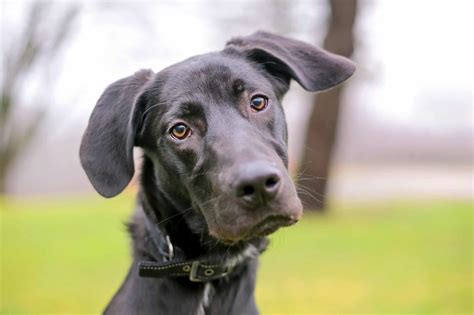 Great Dane Mix Breeds