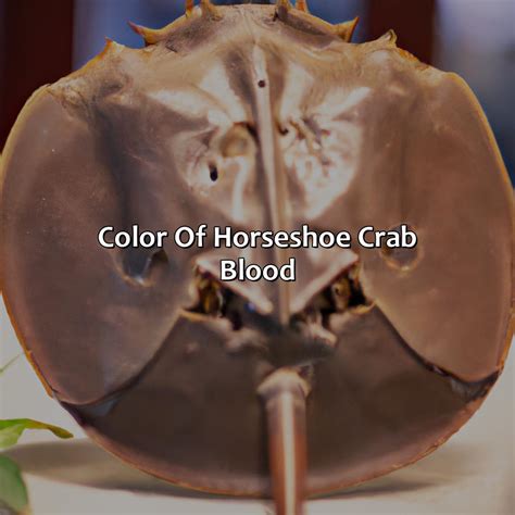 What Color Is Horseshoe Crab Blood - colorscombo.com