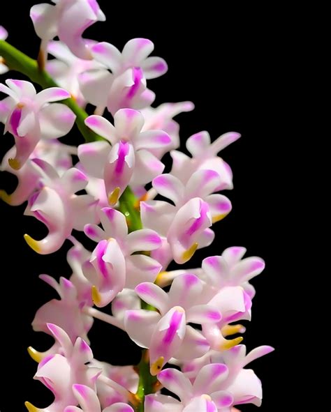 Vanda Orchid Species Aerides Odorata Without Flower