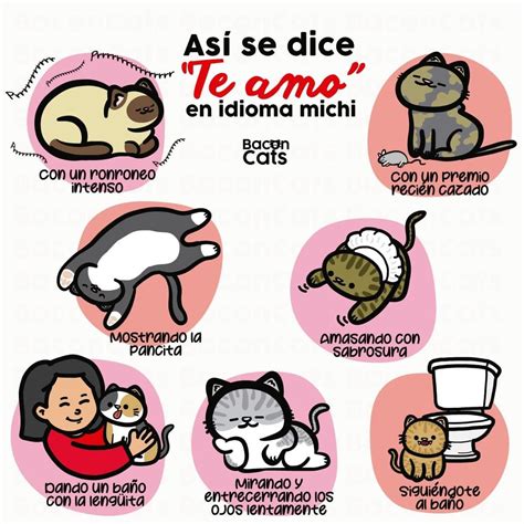 Pin de Ananda en Advices and accessories for pets en 2025 | Gatitos ...