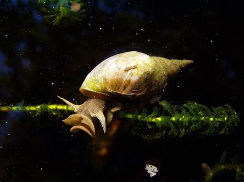 Freshwater Aquarium Snails