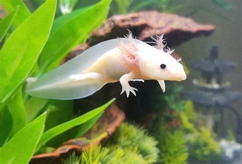 Leucistic Axolotl vs. Albino: Unveiling the Differences (With Pictures!)