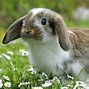 Image result for Bunnies Binky