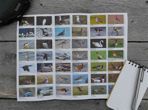 Buy Field Guide to Birds of Iceland Online in India - Etsy