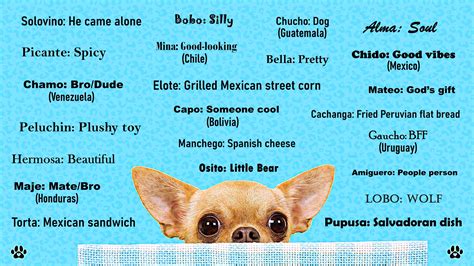 215+ Spanish Dog Names (with Meanings) - Parade Pets