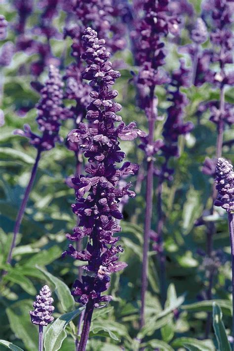 10 Popular Species of Salvia Plants