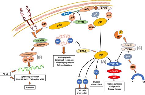 Frontiers | Clinical implication of genetic composition and molecular ...
