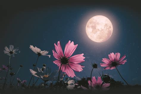 Gardening by Moonlight - Cranleigh Magazine
