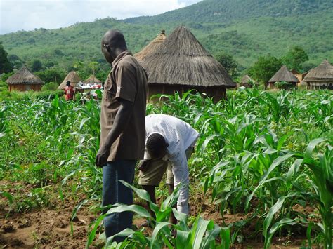 5 Most Profitable Farming Businesses In Nigeria - Olatorera For Greater ...