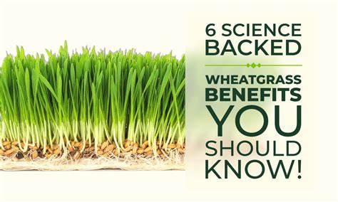 6 Science-Backed Wheatgrass Benefits You Should Know!