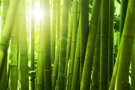 梦见竹子预示什么 梦见竹子有什么征兆 - 万年历