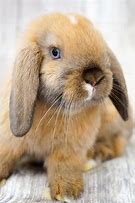 Image result for Holland Lop Baby Colors