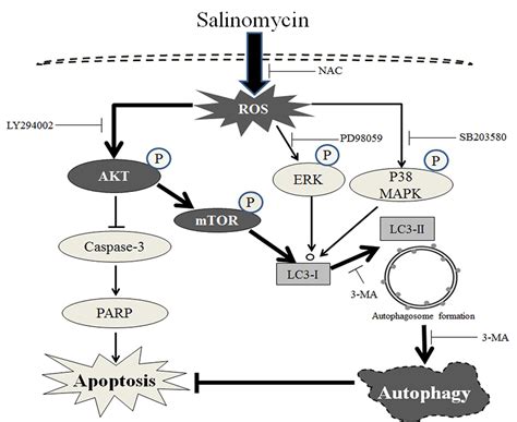Inhibition of Autophagy Promotes Salinomycin-Induced Apoptosis via ...