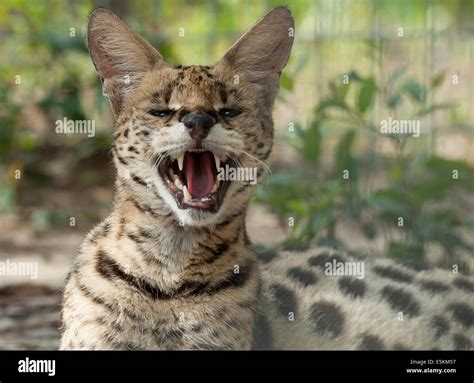 Serval Cat