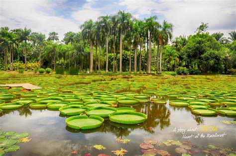 西双版纳热带植物园,自然保护景区,旅游景点,摄影素材,汇图网www.huitu.com