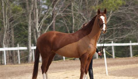 You Know Owning a Horse is Beneficial For Your Health, Here is How ...
